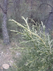 Juniperus