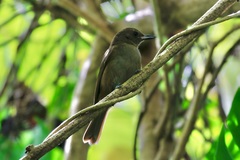 Clytorhynchus vitiensis