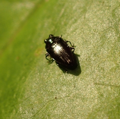 Agrilinae
