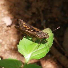 Oriens concinna