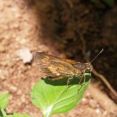 Oriens concinna
