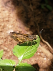 Oriens concinna