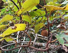 Actinidia setosa
