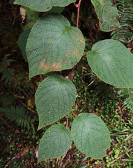 Actinidia setosa
