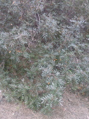 Pistacia lentiscus