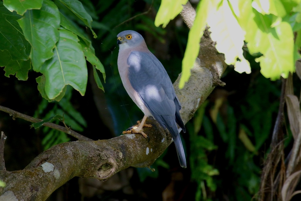 Fiji Goshawk photo