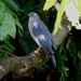 Fiji Goshawk - Photo (c) Bird Explorers, some rights reserved (CC BY-NC), uploaded by Bird Explorers
