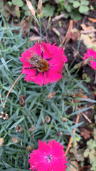 Bombus pascuorum