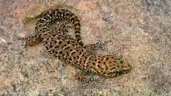 Pachydactylus capensis