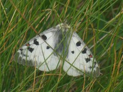 Parnassius phoebus