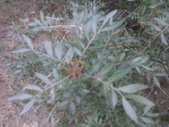 Pistacia lentiscus