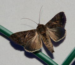 Ctenoplusia oxygramma