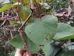 Actinidia setosa