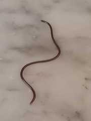 Indotyphlops braminus