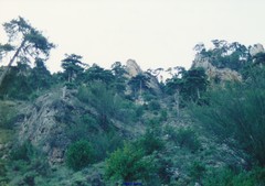 Pinus nigra salzmannii