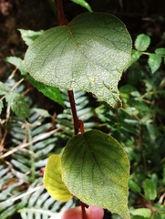 Actinidia setosa