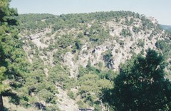 Pinus nigra salzmannii