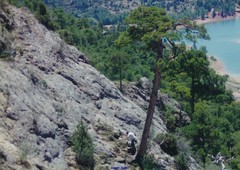 Pinus nigra salzmannii