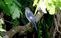 Accipiter rufitorques