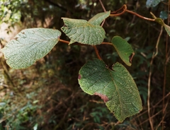 Actinidia setosa