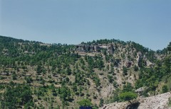 Pinus nigra salzmannii