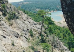 Pinus nigra salzmannii