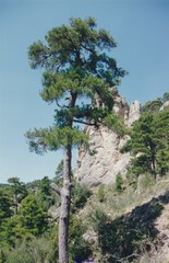 Pinus nigra salzmannii