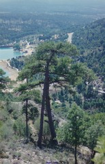 Pinus nigra salzmannii