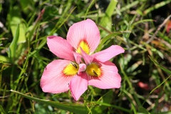 Moraea tricolor