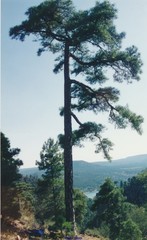 Pinus nigra salzmannii