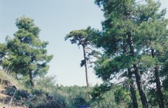 Pinus nigra salzmannii
