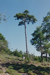 Pinus nigra salzmannii