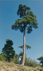Pinus nigra salzmannii