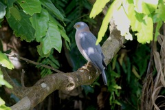 Accipiter rufitorques