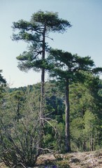 Pinus nigra salzmannii