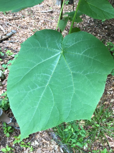 Paulownia tomentosa