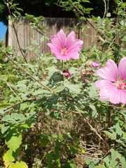 Pavonia lasiopetala
