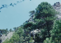 Pinus nigra salzmannii