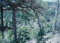 Pinus nigra salzmannii