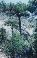 Pinus nigra salzmannii