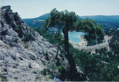 Pinus nigra salzmannii