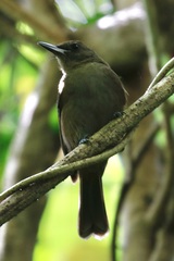 Clytorhynchus vitiensis