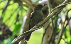 Clytorhynchus vitiensis