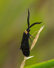 Pollanisus subdolosa