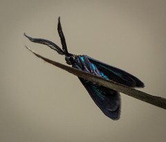 Pollanisus subdolosa