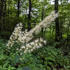 Actaea podocarpa