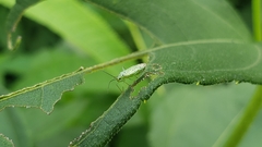Ilnacora