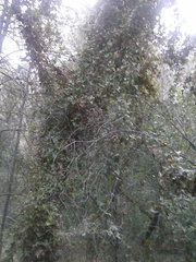 Smilax aspera