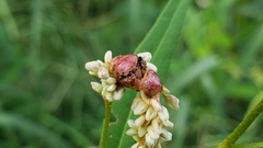 Melanopsichium pennsylvanicum