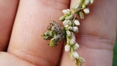 Melanopsichium pennsylvanicum